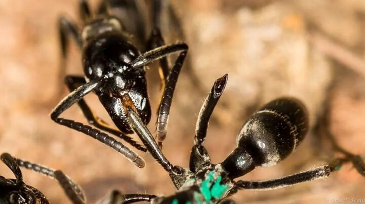 یک معجزه در عالم حشرات؛ مورچه‌ها شفا می‌دهند!
