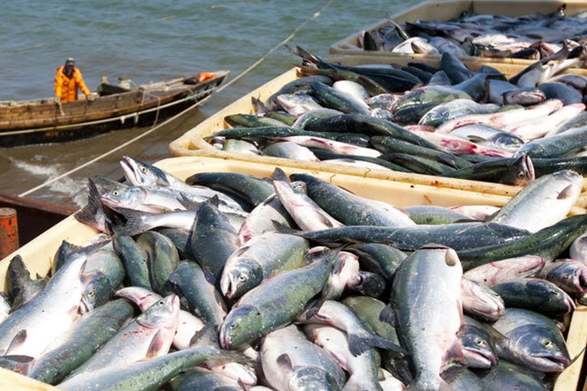 ماهیانی که به ساحل نرسیده دلار می‌شوند؛ چرا قیمت آبزیان بالاست؟