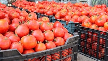 نیرنگ عراق به گوجه‌های ایران خبرساز شد
