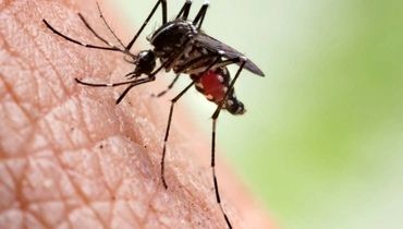 ابتلای ۴۰ نفر به مالاریا در این استان