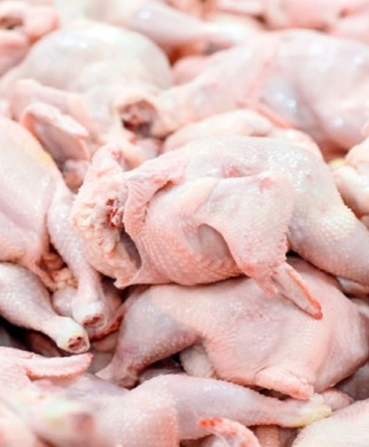 افزایش صددرصدی قیمت مرغ