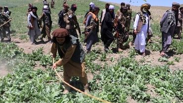 ادعای طالبان: کشت مواد مخدر در افغانستان به صفر رسید