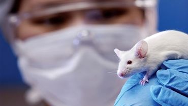 چرا وجود موش‌ها برای علم حیاتی است؟