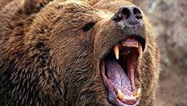 لحظات نفس گیر از حمله خرس به انسان! / فیلم
