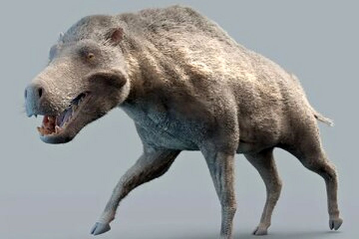 این خوک باستانی مرگبار ۲۰ میلیون سال پیش در زمین حکمرانی می‌کرد/ عکس
