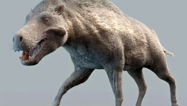 این خوک باستانی مرگبار ۲۰ میلیون سال پیش در زمین حکمرانی می‌کرد/ عکس