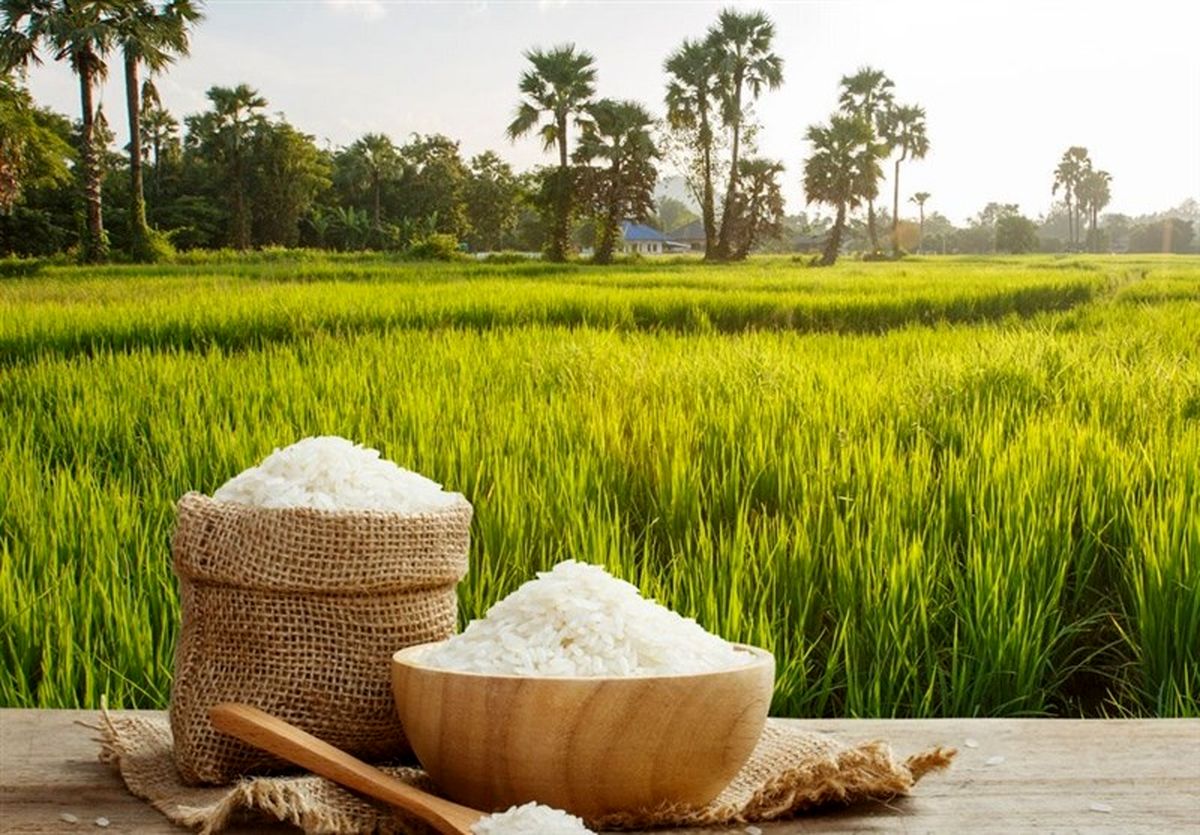 رکوردشکنی قیمت برنج
