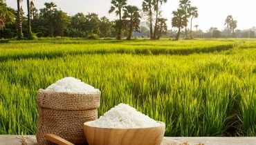 رکوردشکنی قیمت برنج