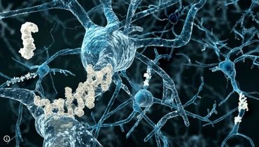 گونه جدیدی از نورون در مغز انسان کشف شد 