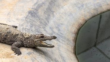 خطر تمساح‌ها در پی طغیان رودخانه‌های سیستان