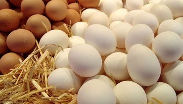 قیمت تخم مرغ رکورد شکست/ تخم مرغ‌های ایرانی در عراق!